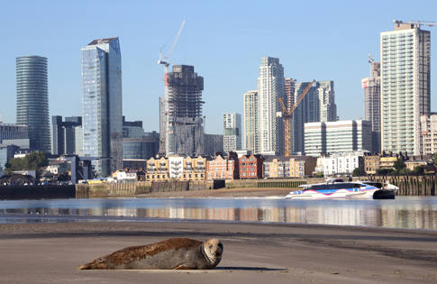 Thames Seal and Thames Clipper
